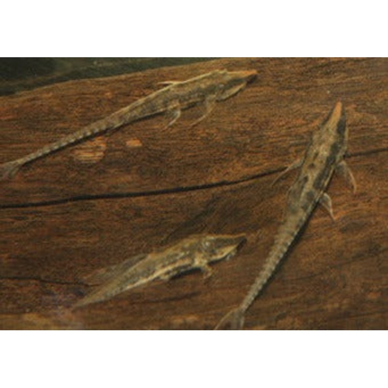 Whiptail Catfish - Long Nose