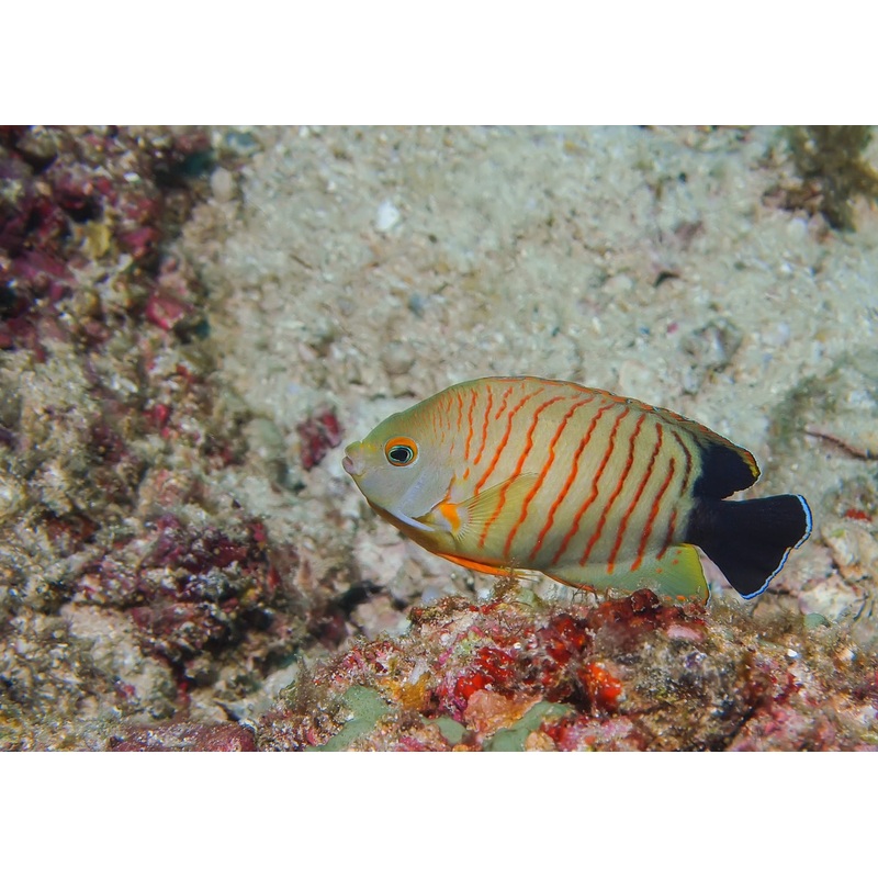 Angel - Eibli - Red Stripe Angelfish