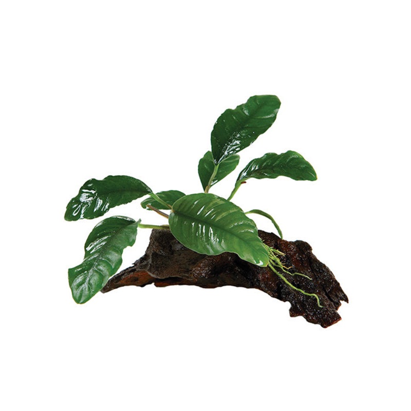 Anubias Coffeefolia Driftwood Creation