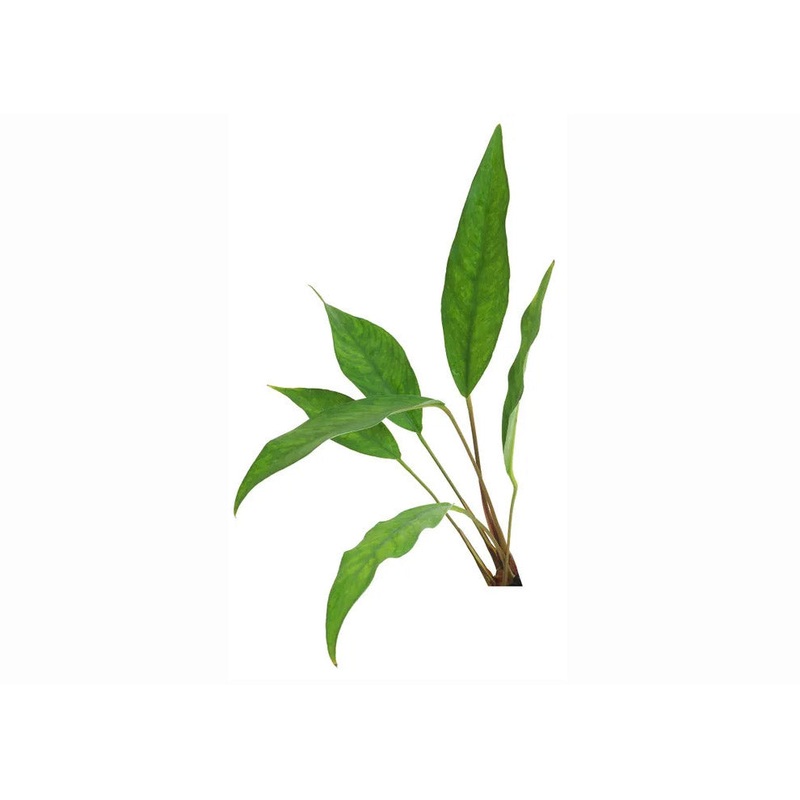Anubias Hybrid