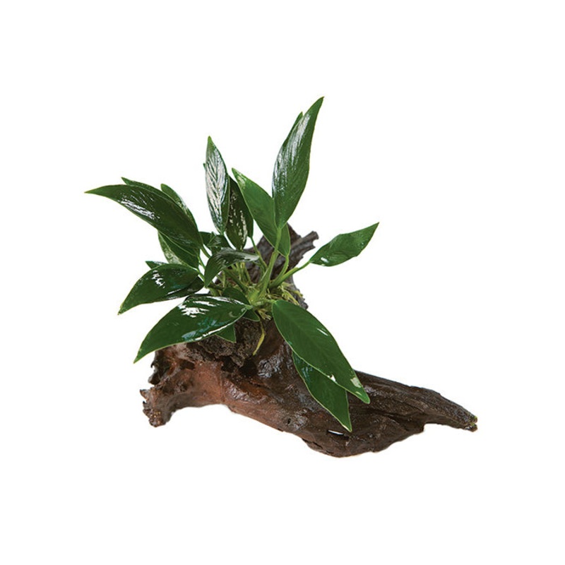 Anubias on Driftwood