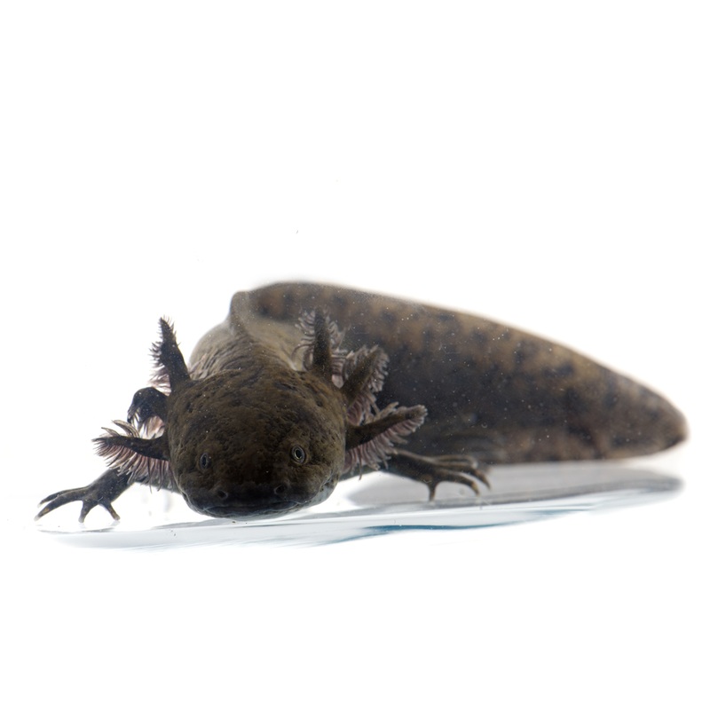 Axolotl - Black