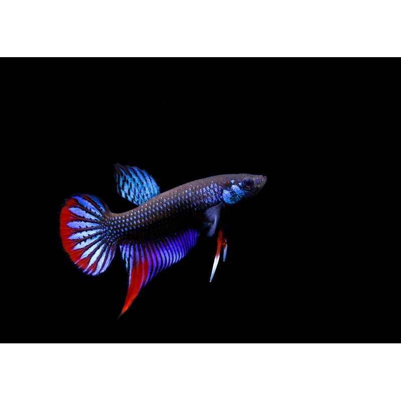 Betta Imbellis - Peacock Betta