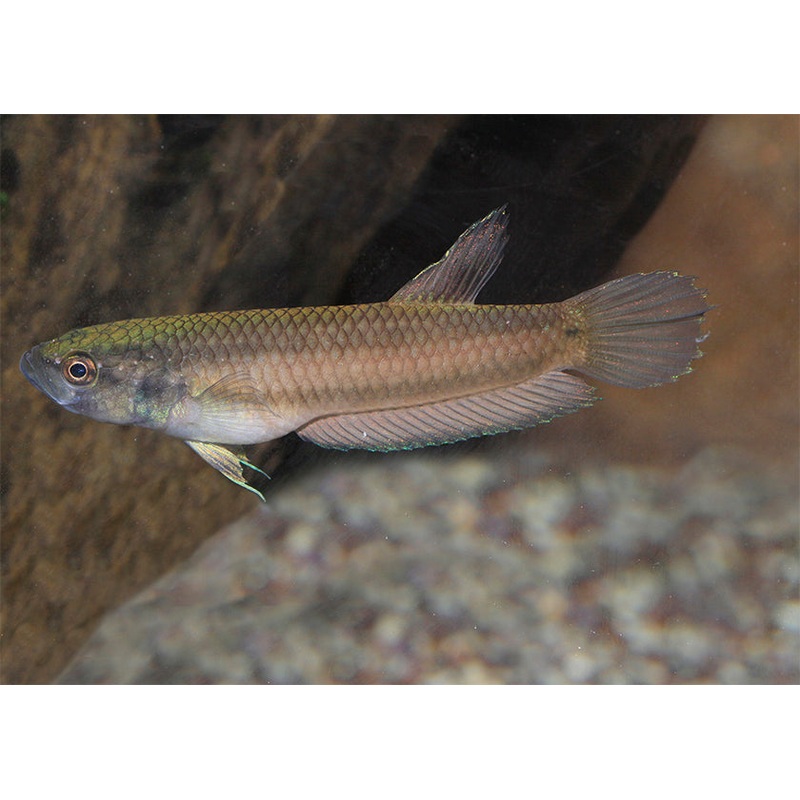 Betta Macrostoma - Brunei Beauty