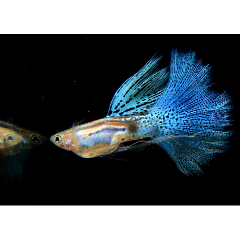 Blue Grass Guppy - Pair