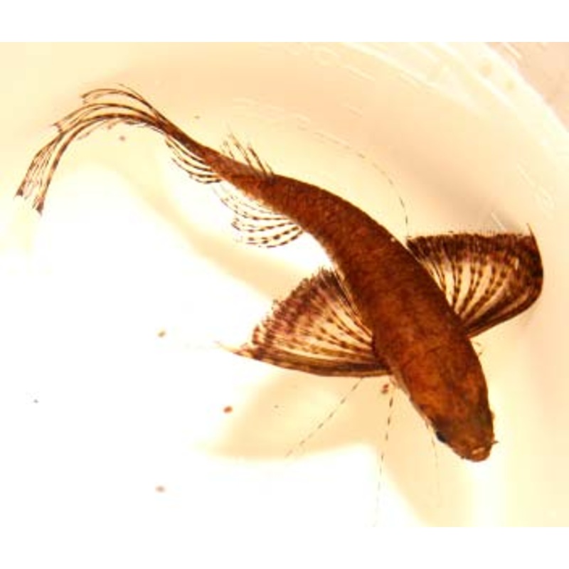 Butterfly Fish - Pantodon