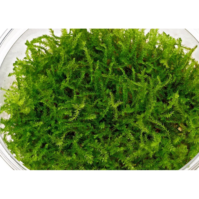 Christmas Moss
