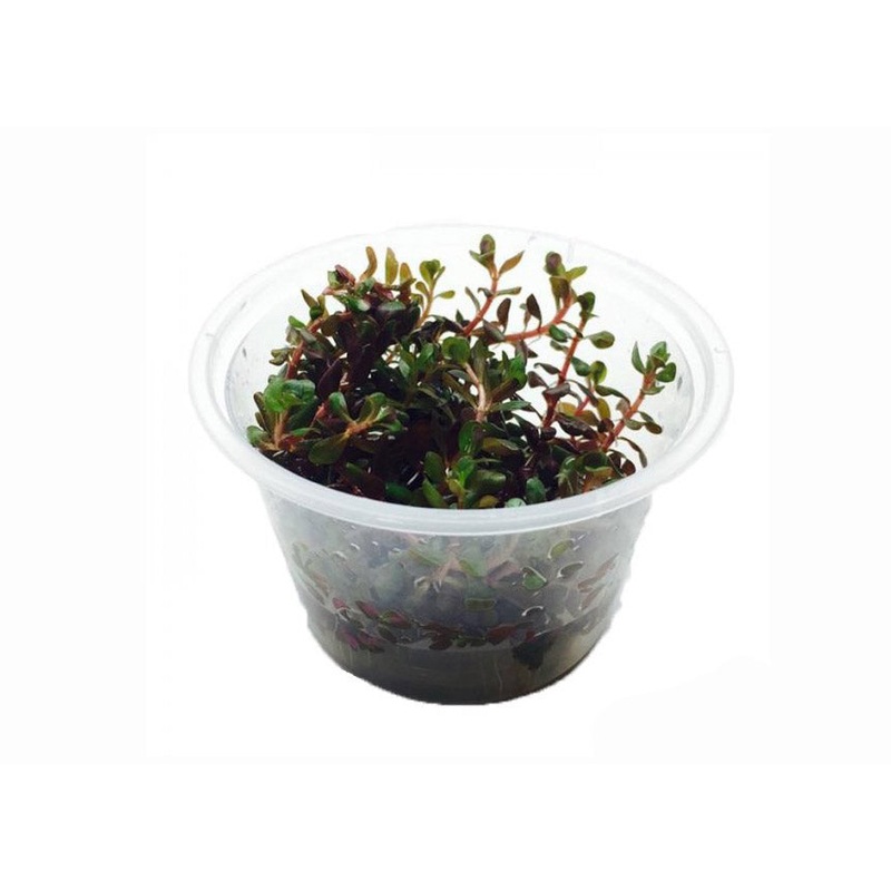 Colorata Tissue Culture