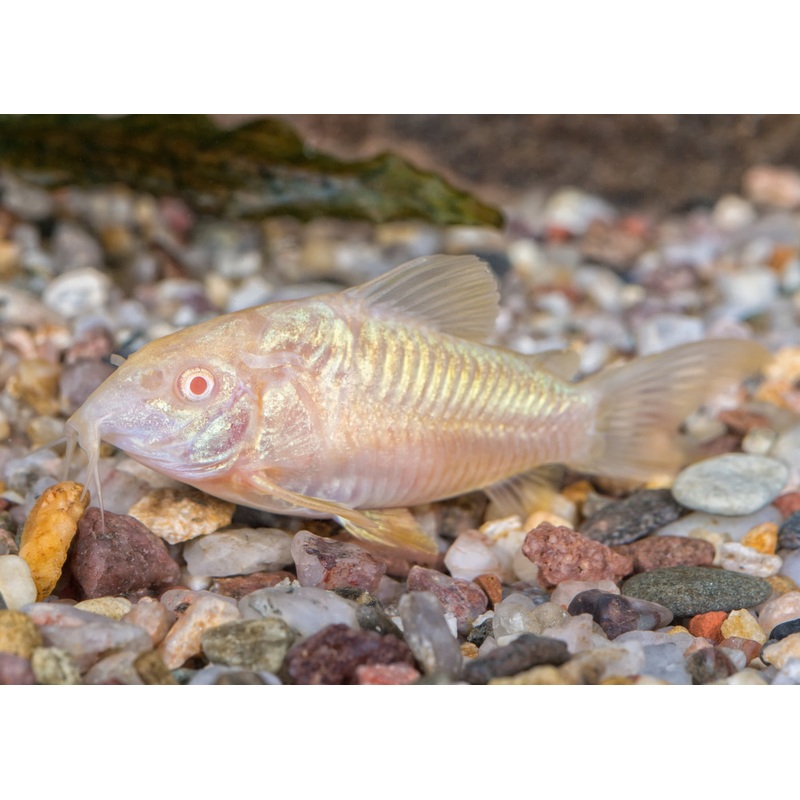 Corydoras Albino