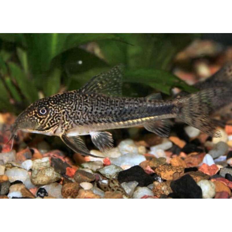 Corydoras - Barbatus