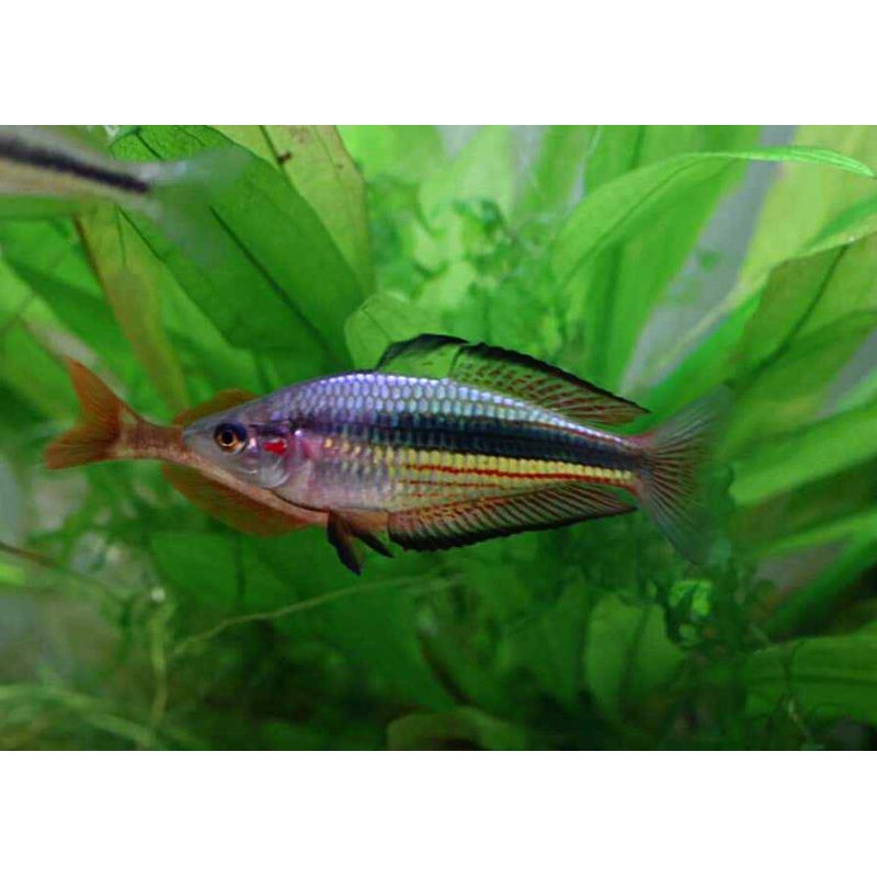 Crimson Spotted Rainbowfish - Kangaroo Ck