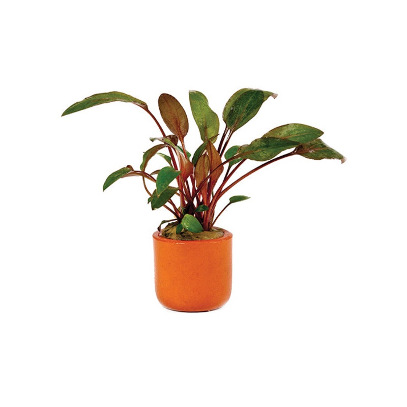 Cryptocoryne Brown Wendtii in Terracotta Pot