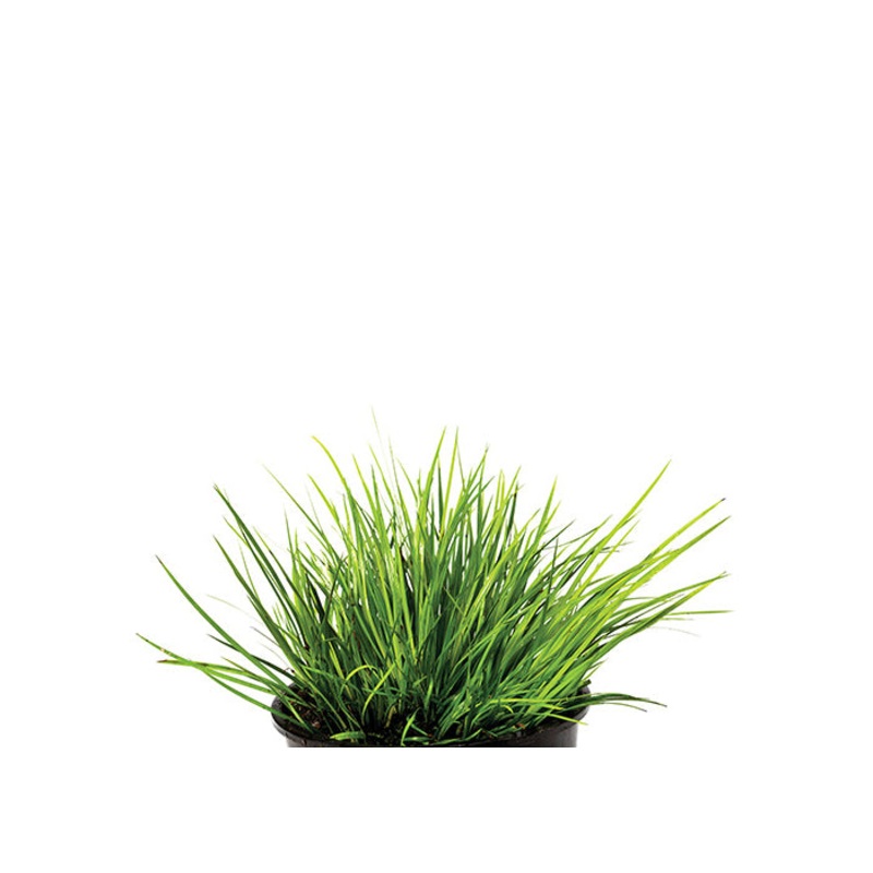 Dwarf Gold Rush (Clump)