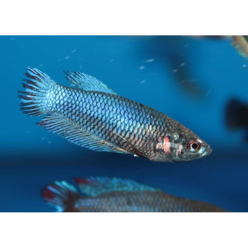 Female Fighter Fish