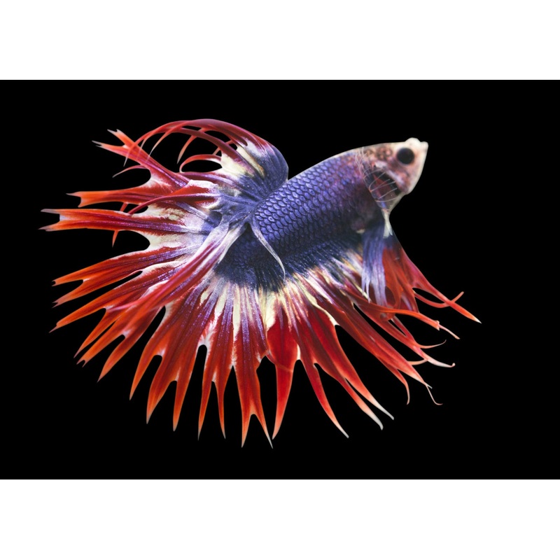Fighter - Crowntail Male Thai Flag