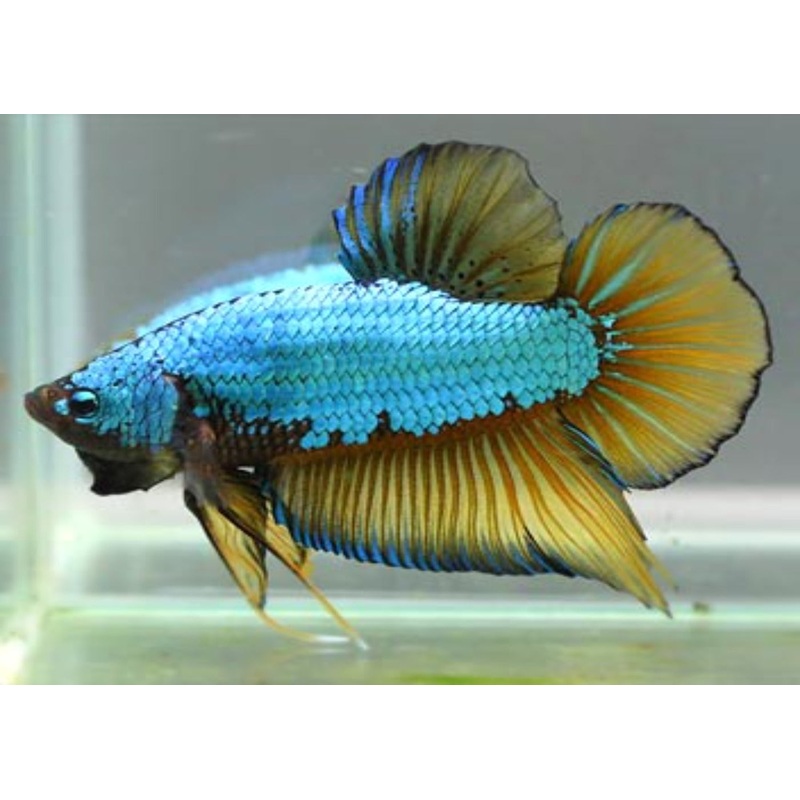 Fighter Male Dragon Scale