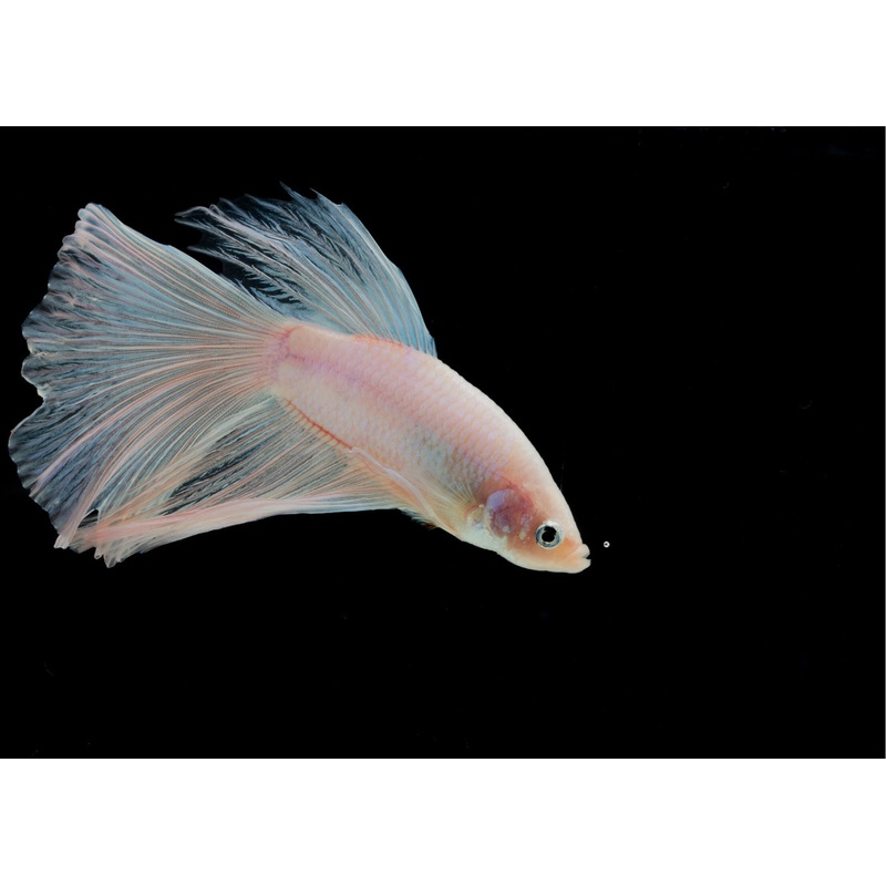 Fighter Male Longfin White