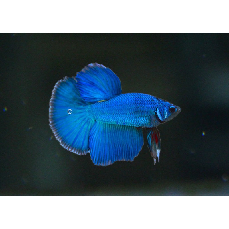 Fighter Male Plakat Halfmoon Fancy