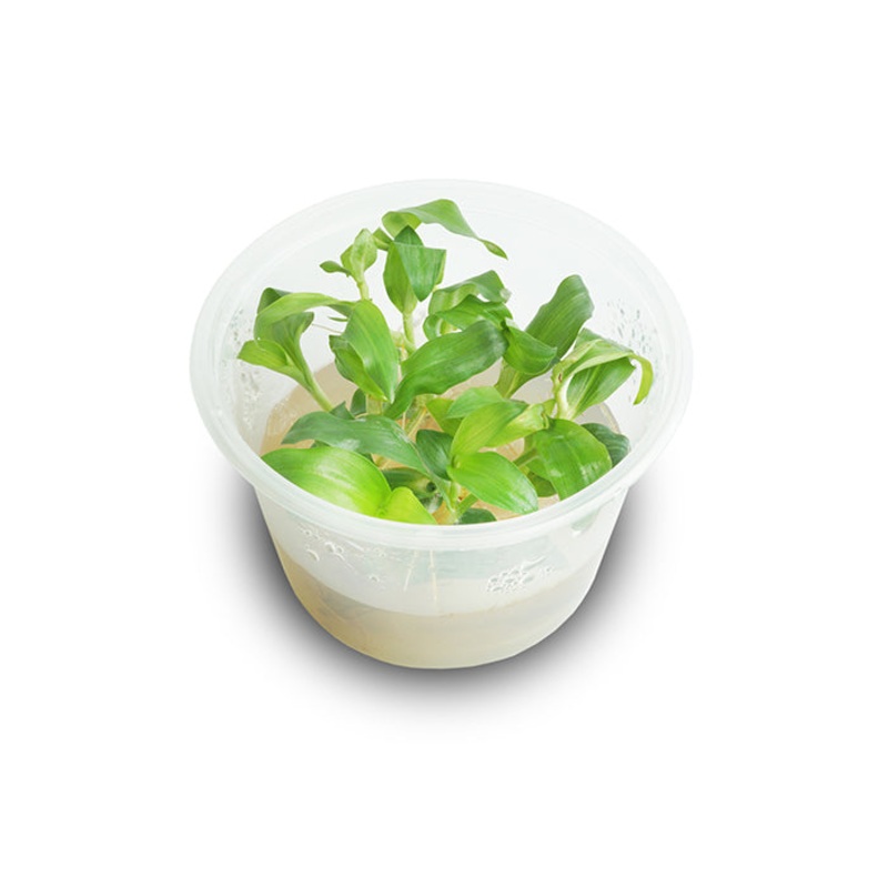 Floscopa Scandens (Mini Bamboo) Tissue Culture
