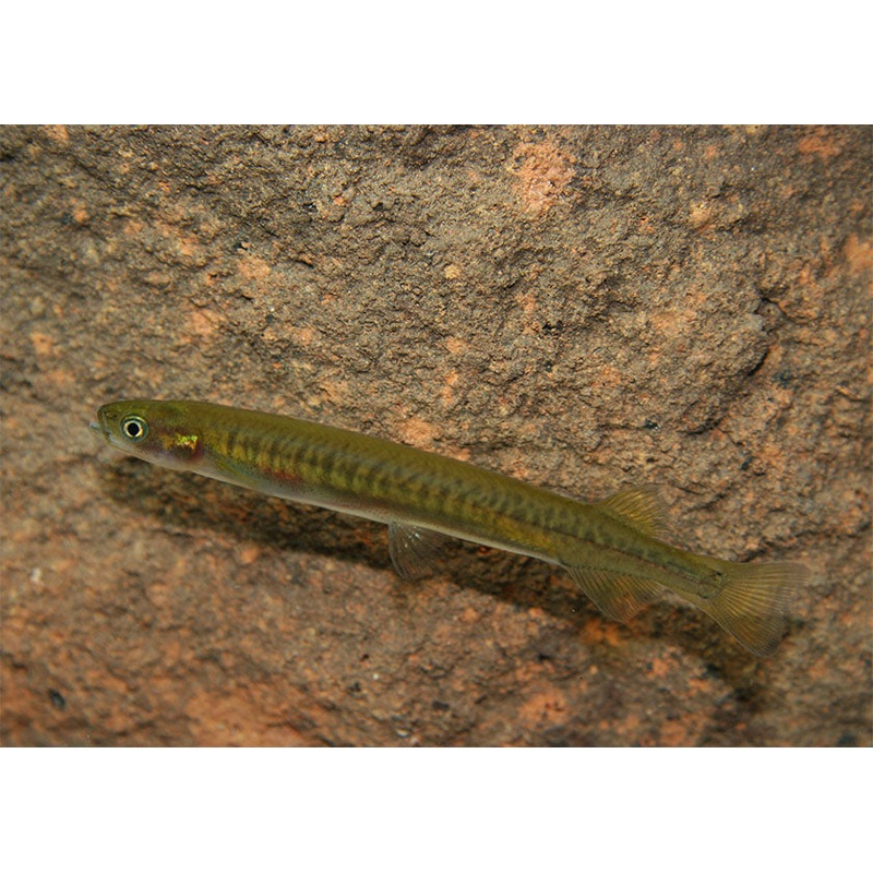 Galaxias Maculatus - Jollytail