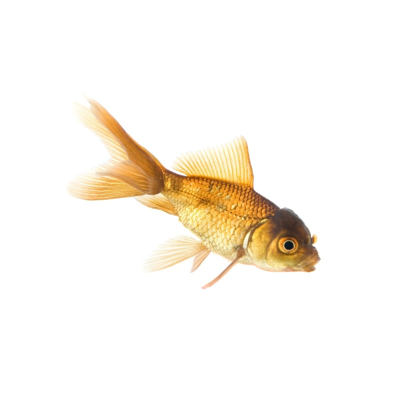 Goldfish Feeder