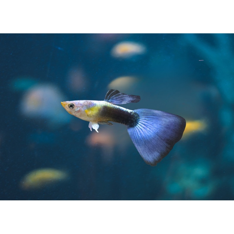 Guppy Male Blue Sapphire