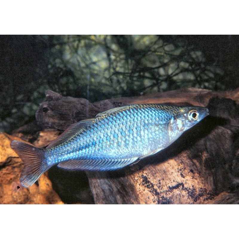 Highland Rainbowfish - C. campsi