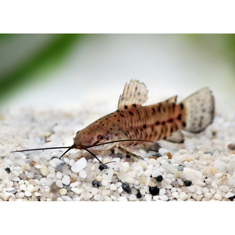 Hoplo Catfish