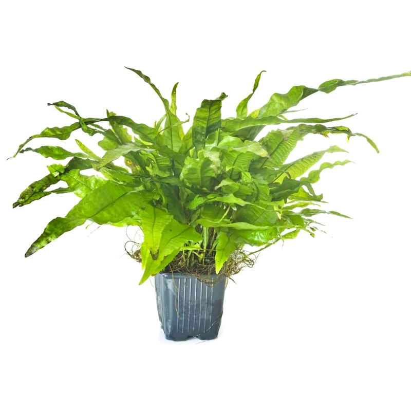 Java Fern - Microsorium Pteropus