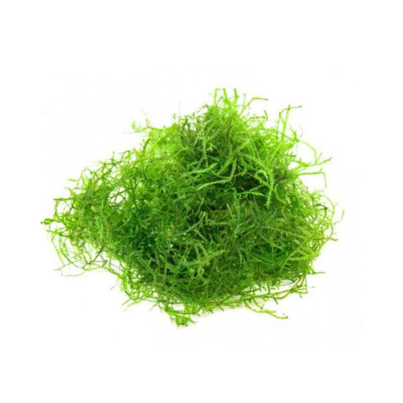 Java moss