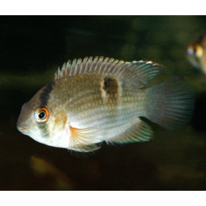 Keyhole Cichlid