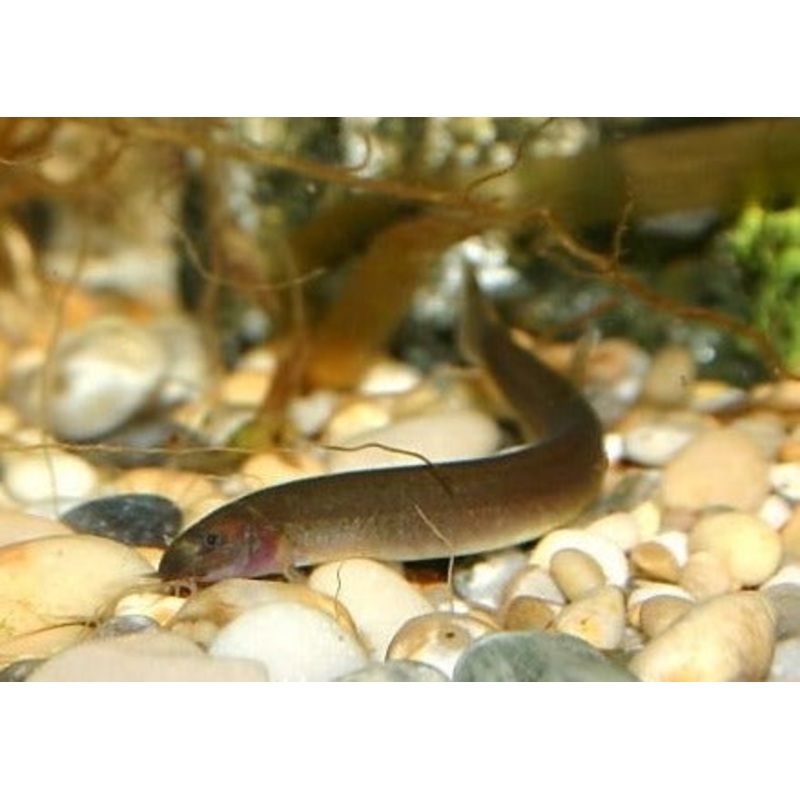 Kuhli Loach - Black