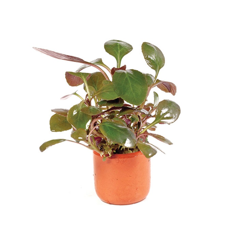 Lobelia Cardinalis in Terracotta Pot