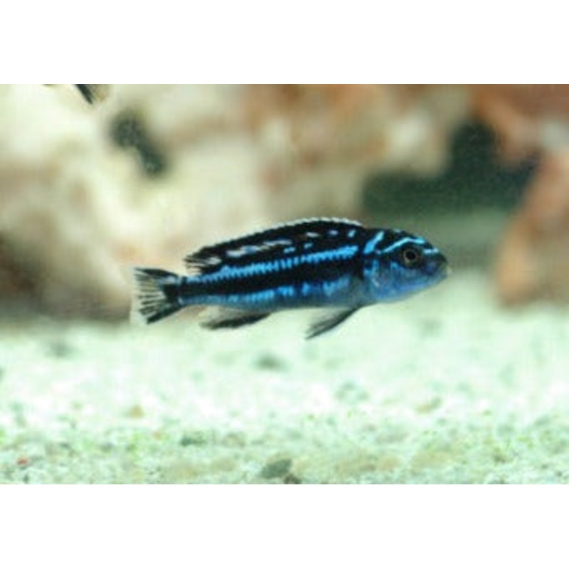 Melanochromis Maingano