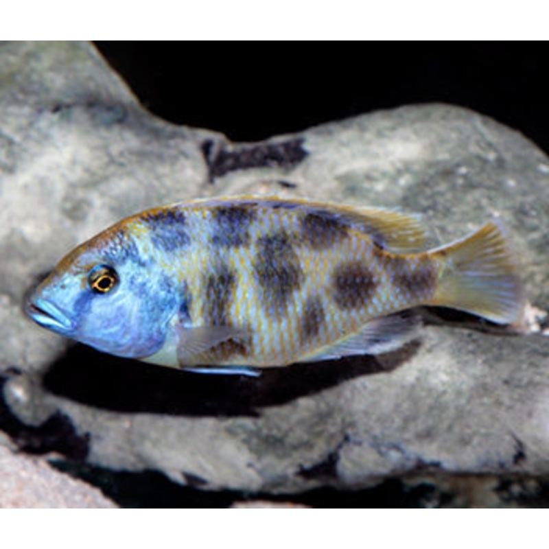 Nimbochromis Venustus