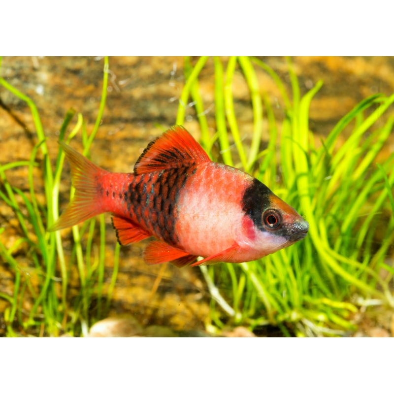 Panda Barb