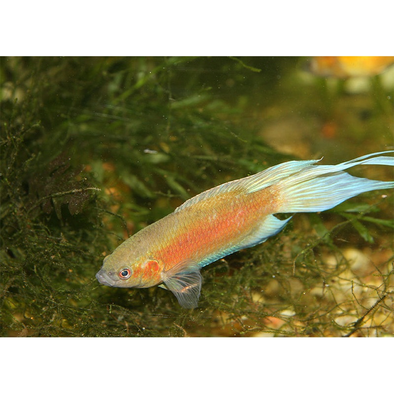 Paradise Fish Apricot