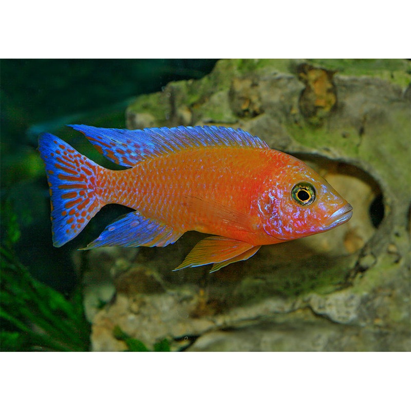 Peacock Cichlid - Dragon Blood