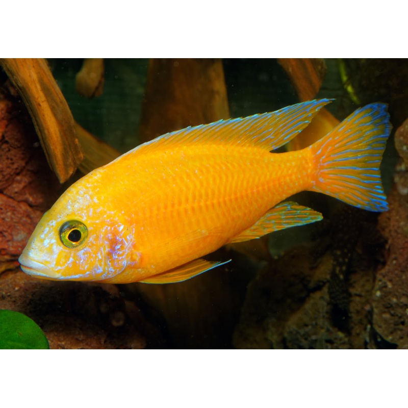 Peacock Cichlid - Yellow