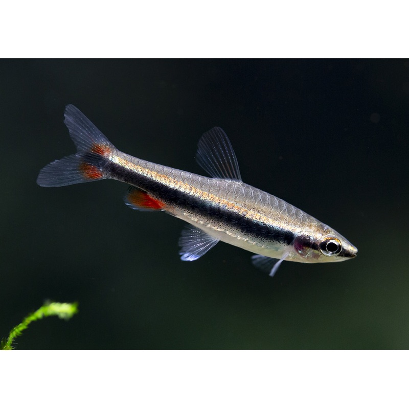 Pencilfish - Beckfordi
