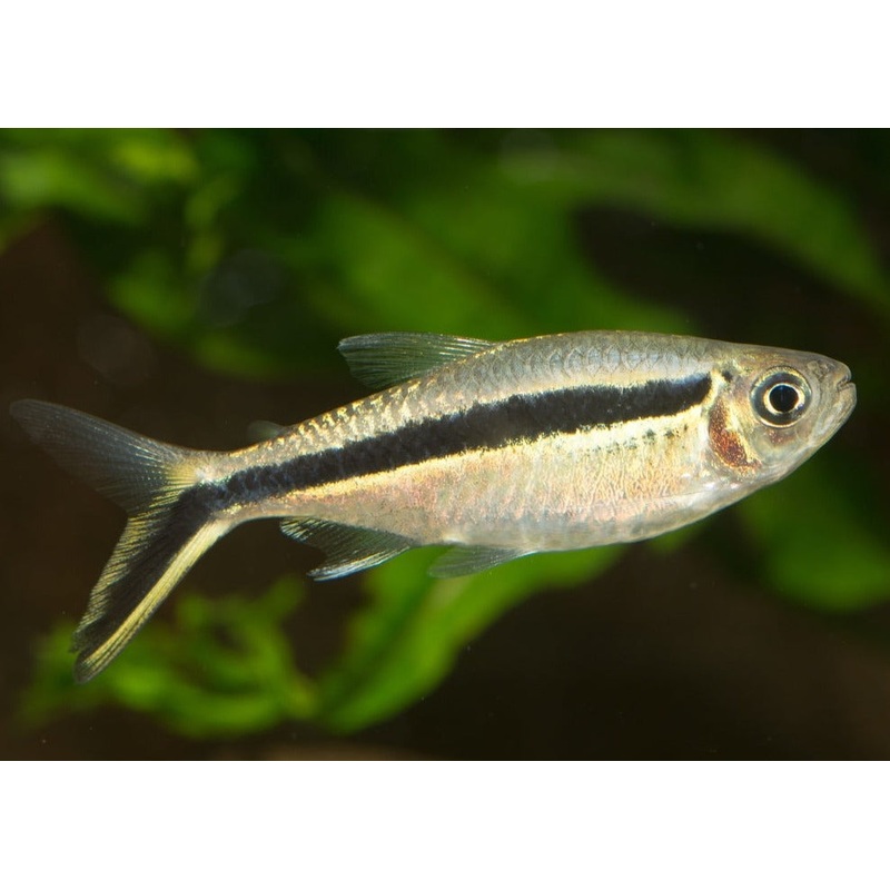 Penguin Tetra