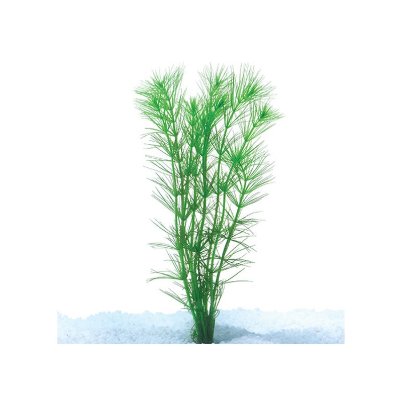 Pine Needle