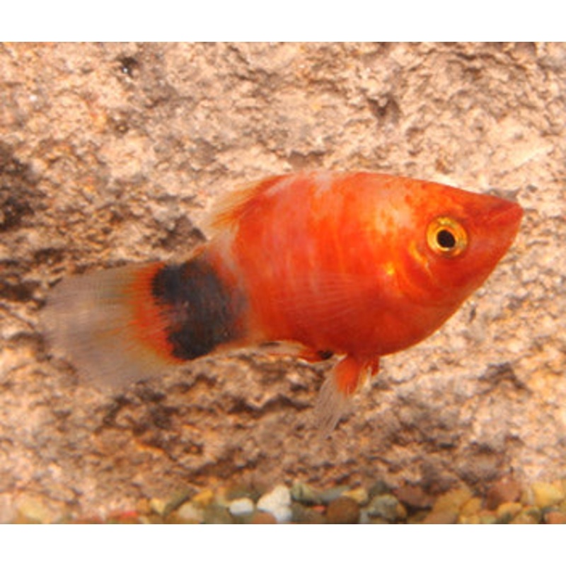 Platy Tiger