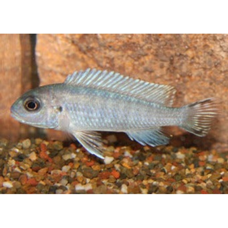 Pseudotropheus Socolofi - Pindani