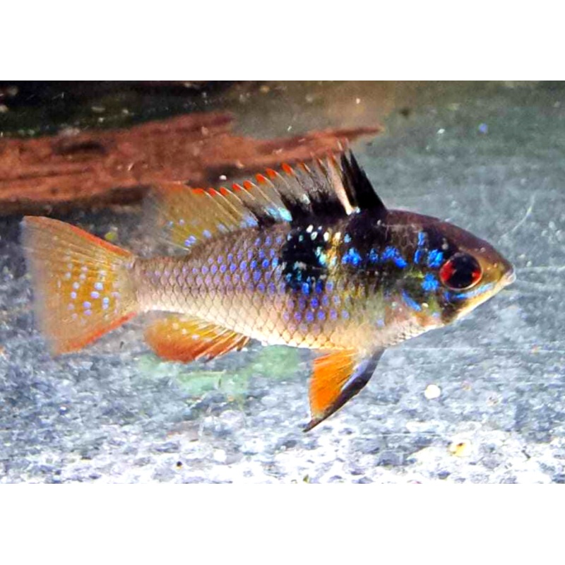 Ram - Blue/Black (Dark Knight Gene)