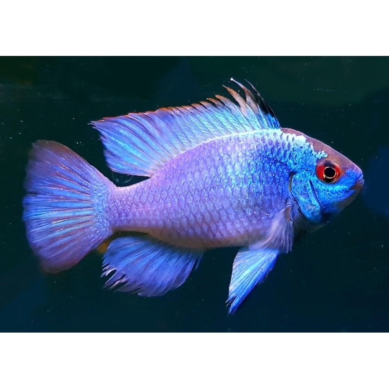 Ramirezi - Electric Blue Ram