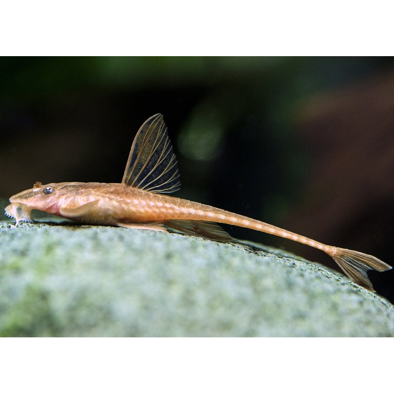 Red Lizard Whiptail Catfish (L010A) - Breeding Colony of 9 fish