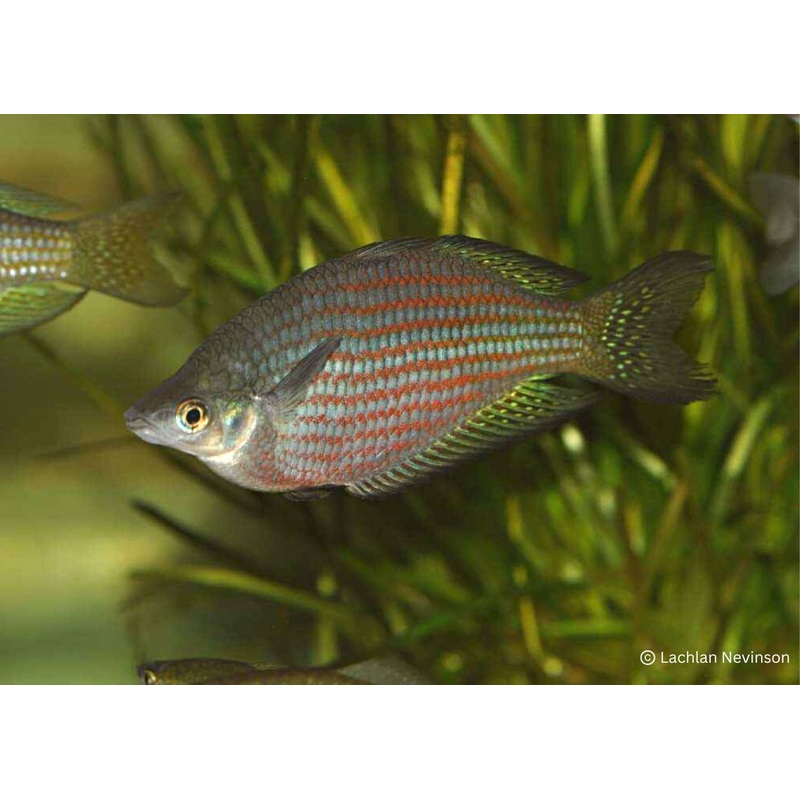 Red Striped Rainbowfish - M. s. rubrostriata