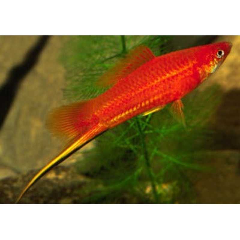 Swordtail - Assorted
