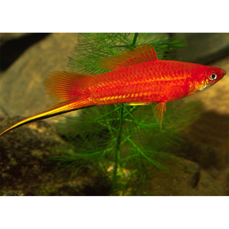 Swordtail Red